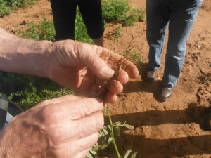 433-close-up-hands-showing-plant